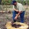 Photos like this, showing what loggers are doing to den trees on public areas, may not be legal anymore.