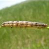 Figure 1. True armyworm can be identified by the orange stripe that run longitudinally down the body and dark triangular spots on the prolegs. (Photo courtesy of G. Luce.