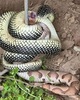 An unbelievable photo of a salt and pepper king snake killing a copperhead.
