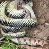 An unbelievable photo of a salt and pepper king snake killing a copperhead.