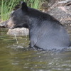 This black bear swam across the lake just to visit a Canada bait site, a daily replenished pile of fish guts. At such a site it was easy to get bear photos. But easier still in the evenings at a local Indian reservation dump, which usually attracted up to six to eight bears. The last two are Arkansas photos.