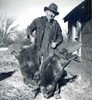 Fred Dablemont with the giant beavers (96 and 92 pounds) from the Big Piney River in the winter of 1952. Likely both are state records.