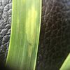 The beginning of early stripe rust was on upper leaves in fields that had uneven stands.